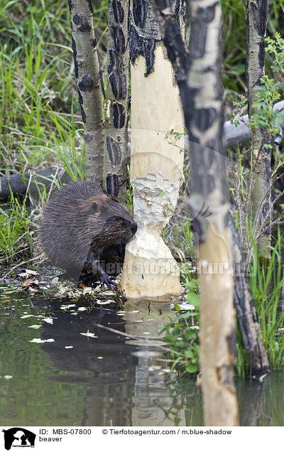Biber / beaver / MBS-07800