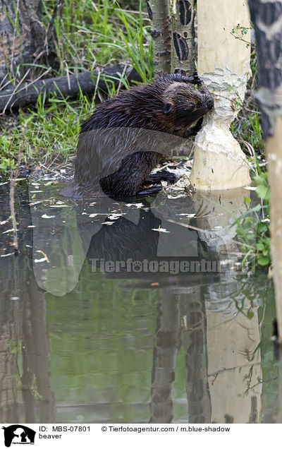 Biber / beaver / MBS-07801