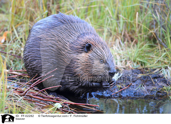 Biber / beaver / FF-02282