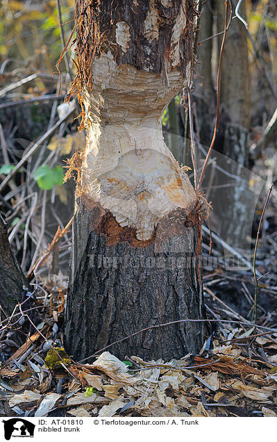 angenagter Baumstamm / nibbled trunk / AT-01810