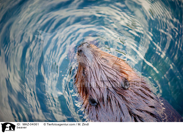 beaver / MAZ-04061