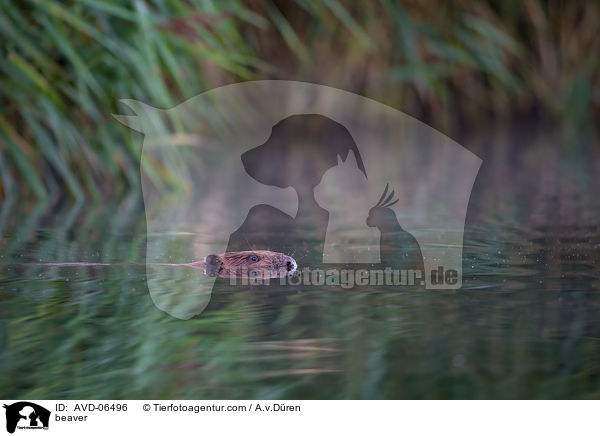 Biber / beaver / AVD-06496
