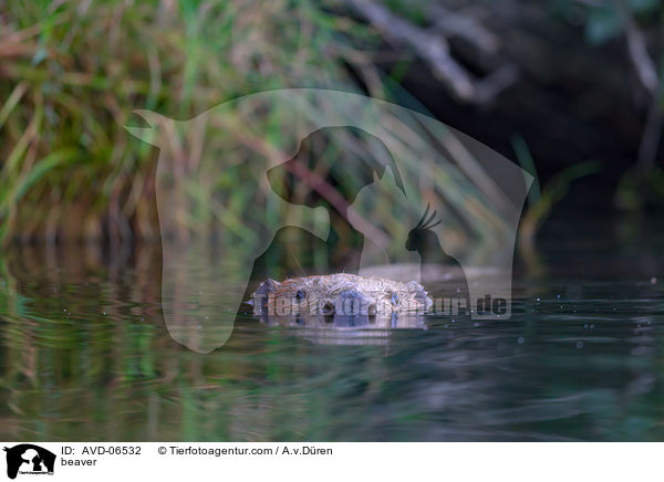 Biber / beaver / AVD-06532