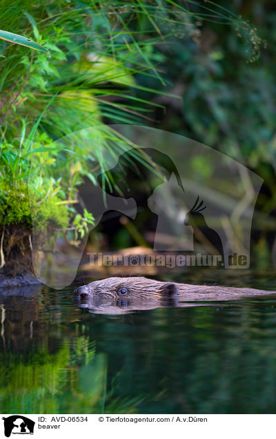 Biber / beaver / AVD-06534
