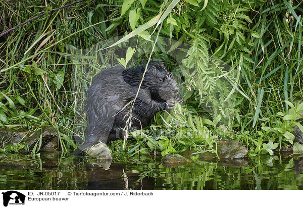 European beaver / JR-05017