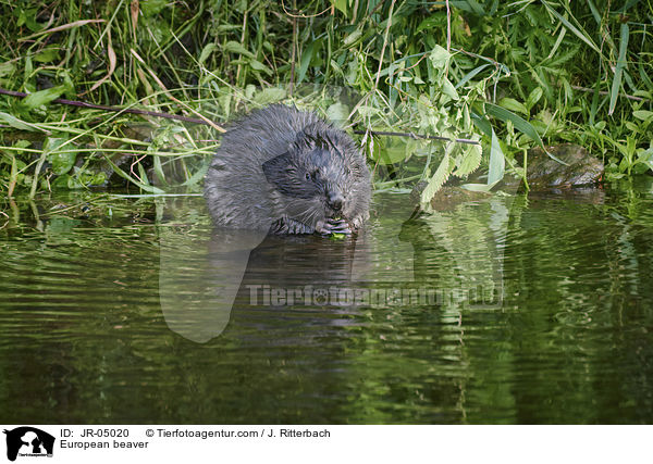 European beaver / JR-05020