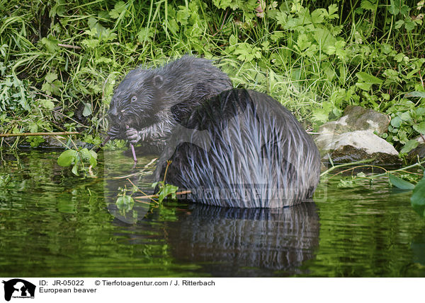 European beaver / JR-05022