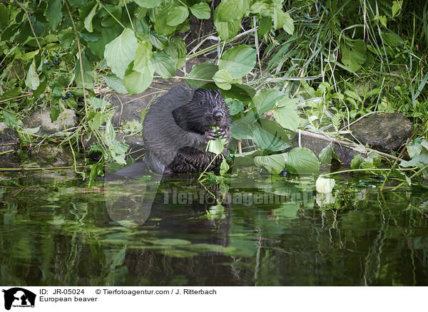 Europäischer Biber / European beaver / JR-05024
