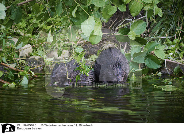 European beaver / JR-05026