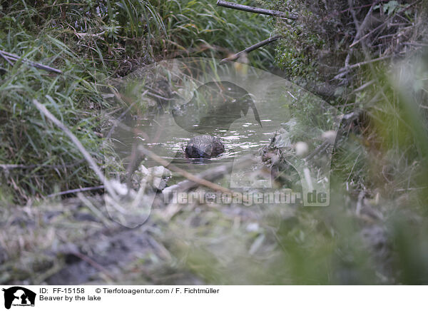 Beaver by the lake / FF-15158