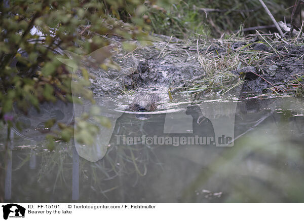 Beaver by the lake / FF-15161