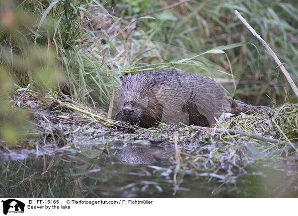 Beaver by the lake / FF-15165