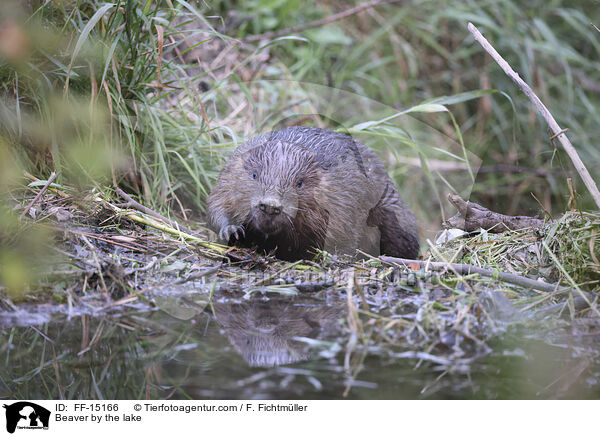 Beaver by the lake / FF-15166
