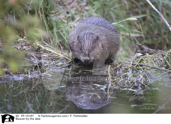Beaver by the lake / FF-15167