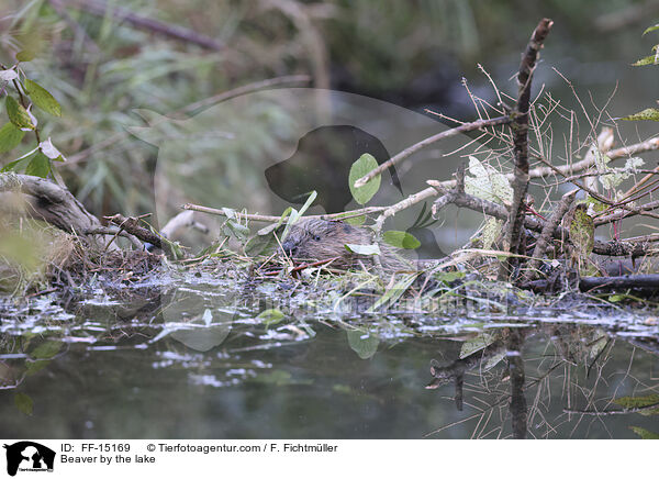 Beaver by the lake / FF-15169