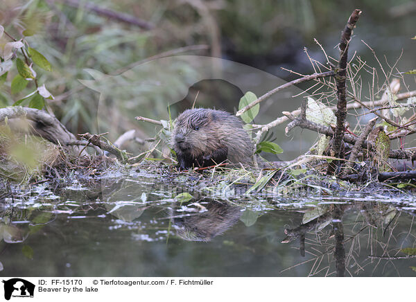 Biber am See / Beaver by the lake / FF-15170