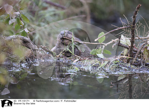 Biber am See / Beaver by the lake / FF-15171