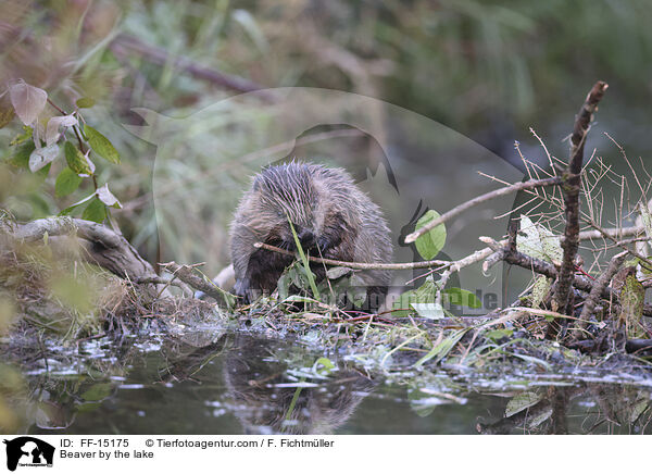 Biber am See / Beaver by the lake / FF-15175