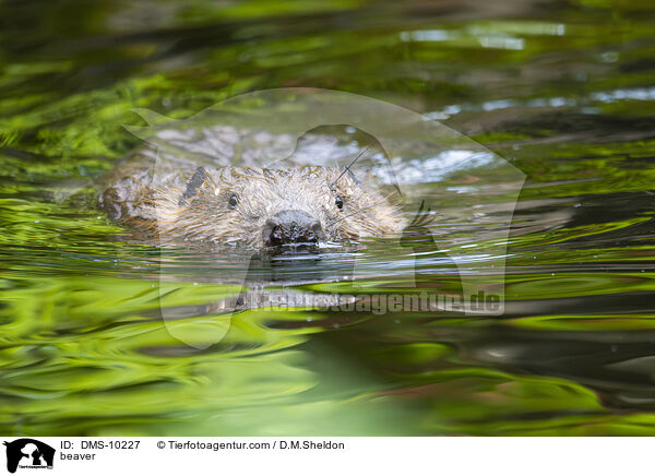 Biber / beaver / DMS-10227