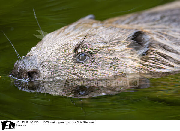 Biber / beaver / DMS-10229