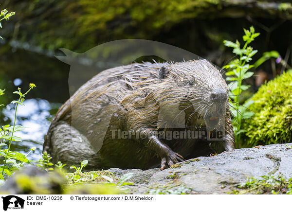 Biber / beaver / DMS-10236
