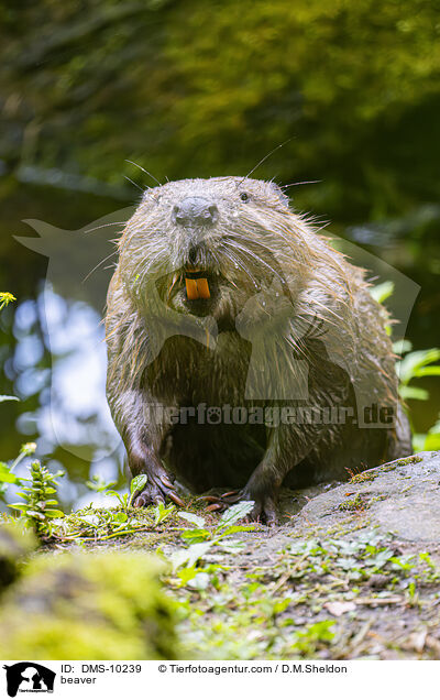 Biber / beaver / DMS-10239