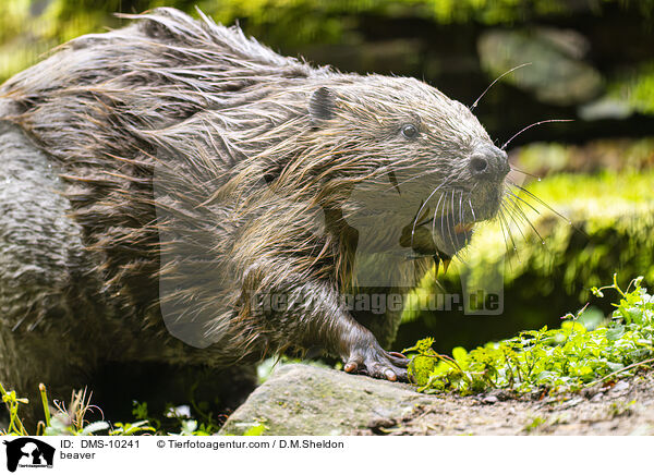 Biber / beaver / DMS-10241