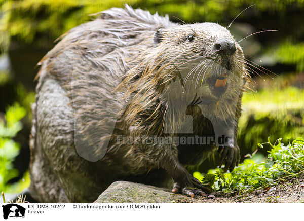 Biber / beaver / DMS-10242