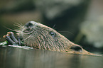 beaver