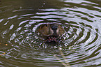 beaver