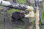 beaver
