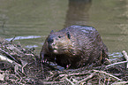 beaver