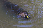 beaver