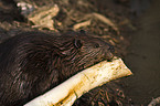 beaver