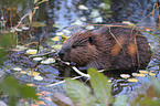 beaver