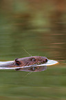beaver