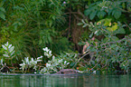 beaver