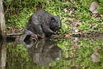 European beaver