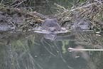 European beaver