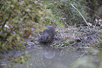 Beaver by the lake