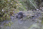 Beaver by the lake