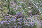 Beaver by the lake