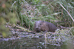 Beaver by the lake