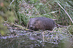 Beaver by the lake