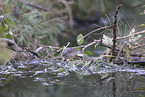 Beaver by the lake