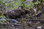 beaver