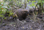 beaver