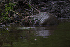 beaver