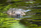 beaver
