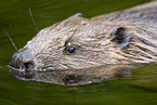 beaver